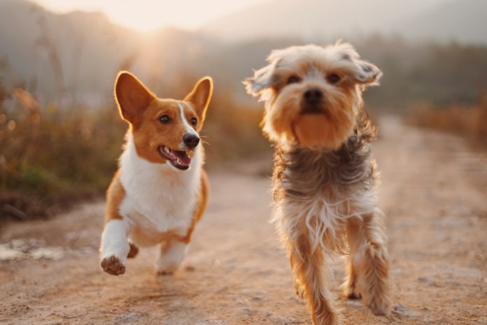 Dog Going off lead