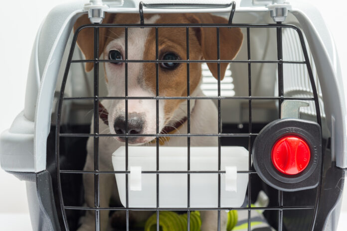 crate training a puppy