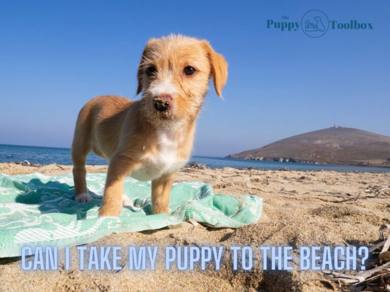 Can I Take My Puppy to the Beach? 12 Tips for a Safe Trip